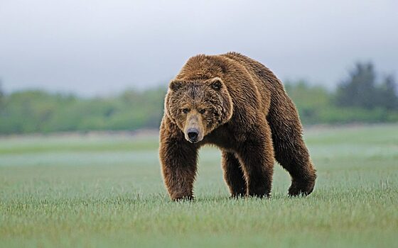 Охотпользователи Хангаласского улуса предложили увеличить число квот на добычу медведя