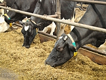 В Пензенской области произведено около 295 тыс. тонн мяса