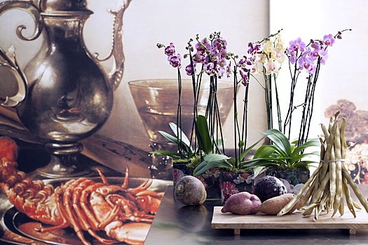 5 сортов орхидей, которые преобразят ваш интерьер