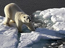 Пришедший к обеду на атомном ледоходе белый медведь попал на видео