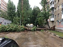 На Большой Садовой рухнувшее дерево превратилось в «природный шлагбаум»