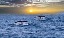 Экологи предложили изменить морские маршруты у берегов Шри-Ланки ради спасения синих китов: Новости ➕1, 07.02.2022