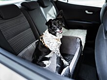 Кинолог призвал не оставлять собак в закрытой машине в жару