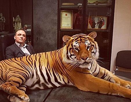 «Загугли звезду»: Аскольд Запашный — о жестоком нападении тигра, чем кормит животных в цирке, о спорах с братом и личной жизни