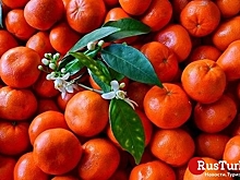 Экспорт мандаринов из Турции вырос на 11%
