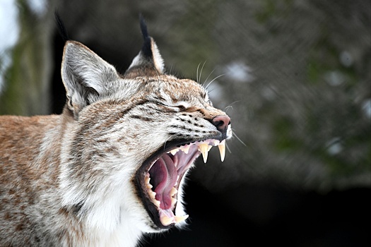 В московский зоопарк можно будет дважды прийти по одному билету