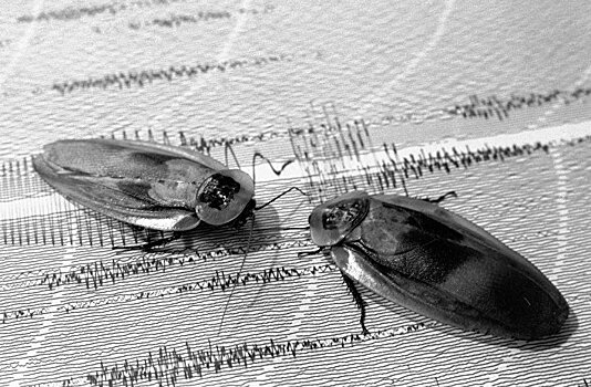 Биологи объяснили неубиваемость тараканов