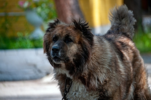 ЧС объявили в Магадане из-за агрессивных бездомных собак: отлов ведется круглосуточно