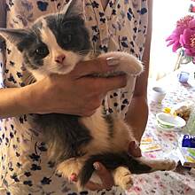 Семья из Некрасовки спасла котенка от гибели под колесами машин на МКАДе