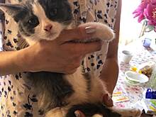 Семья из Некрасовки спасла котенка от гибели под колесами машин на МКАДе