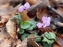 В лесах Сочи массово распустились первоцветы