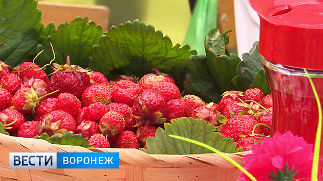 Три «К» и клубника! Как прошёл фестиваль ароматной ягоды в Воронежской области