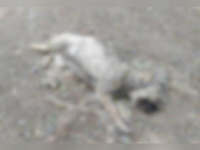 Труп собаки разлагается на остановке в Чите