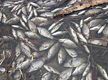 "Синезеленым" не жить: самарские ученые ищут способ спасения рыбы от массового замора