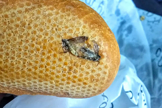 В аэропорту Дублина турист обнаружил насекомых в купленном сэндвиче