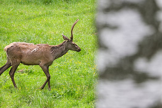 В Биробиджане спасатели два часа вытаскивали из реки олениху весом 200 кг