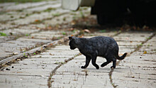На Сахалине бездомный кот третий год навещает ветеринаров