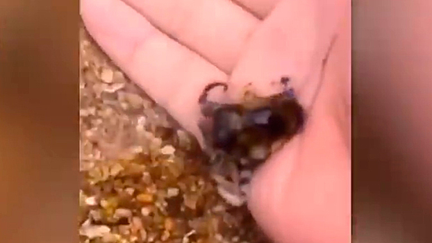 Турист погладил смертельно ядовитое животное и даже не понял этого: видео