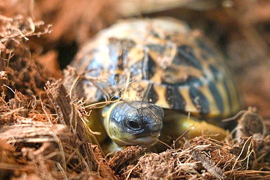 Три детеныша редчайшей лучистой черепахи появились на свет в Московском зоопарке