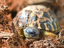 Три детеныша редчайшей лучистой черепахи появились на свет в Московском зоопарке