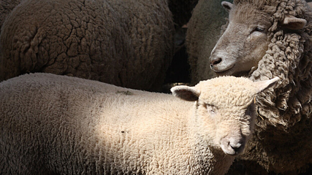 В Дагестане песчаная буря накрыла стадо овец