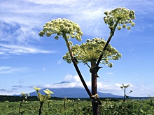 Как без вреда для здоровья избавиться от борщевика