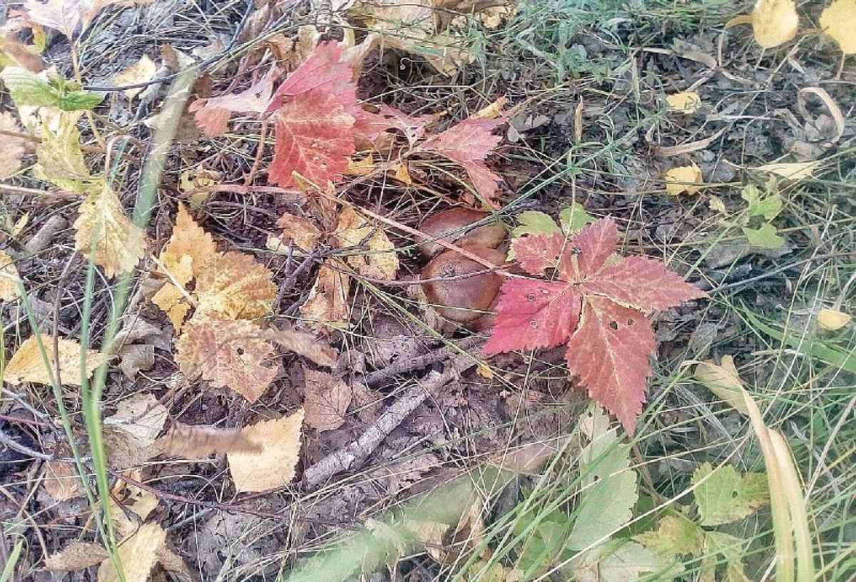 В Омской области начали собирать первые грибы