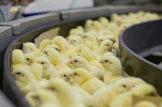 Птицефабрики Ростовской области получат господдержку на производство мяса курицы, индейки и утки