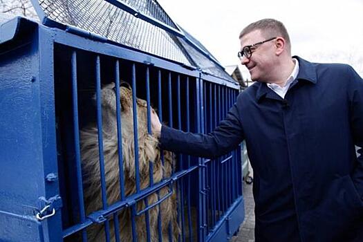 Спасенных челябинским ветеринаром льва и леопарда отправили в Танзанию