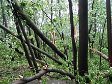 На Воробьевых горах пройдет субботник