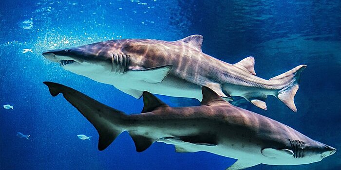 В парке «Сокольники» представят фотовыставку «Океан в городе»