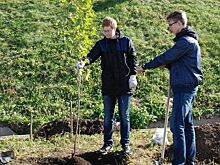 Нижний Новгород не выполнил программу по озеленению