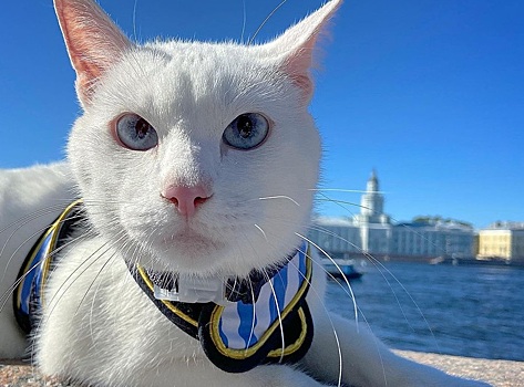 Эрмитажный кот — звезда ЧМ-2018 согласился быть оракулом матчей Евро-2020