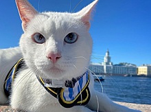 Эрмитажный кот — звезда ЧМ-2018 согласился быть оракулом матчей Евро-2020