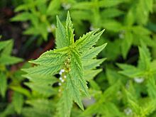 Названы самые эффективные противораковые травы