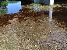 Гигантское пятно обнаружено на подмосковной реке Поля