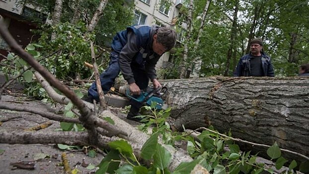 Спасатели предупредили москвичей о штормовом ветре в ближайшие дни