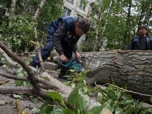 Спасатели предупредили москвичей о штормовом ветре в ближайшие дни