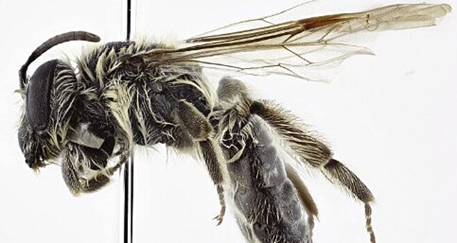 Новую пчелу назвали в честь астронавта