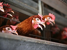 В США зафиксирован первый случай гибели человека от птичьего гриппа H5N5