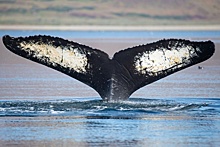На Чукотке резко выросла популяция горбатых китов