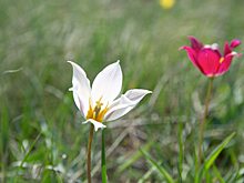 В Ершовском районе появится новая особо охраняемая тюльпанная степь