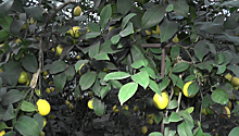 Сбор урожая экзотических фруктов начался в Крыму