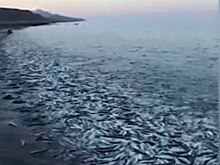 «Кишащий» сельдью берег Охотского моря удивил россиян
