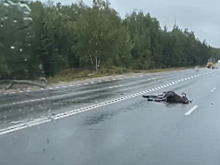 Лось погиб в ДТП на улице Федосеенко в Нижнем Новгороде