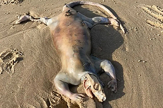 Загадочное «инопланетное» существо с когтями и длинным хвостом нашли на пляже