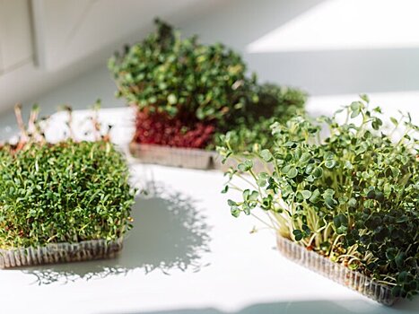 Агроном Викулов перечислил овощи, которые можно вырастить в квартире зимой