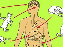 Кошки способны лечить! Вот куда нужно приложить кота, чтобы вылечиться.