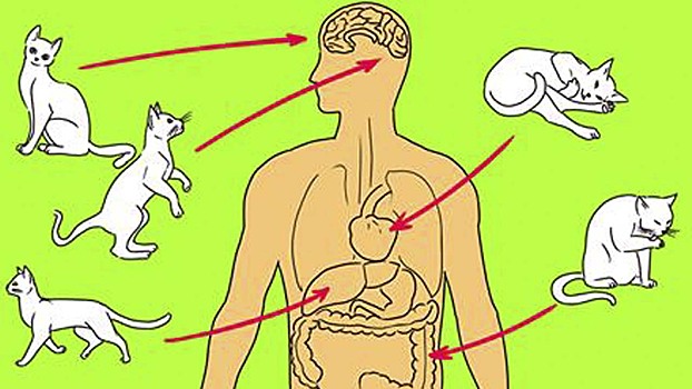 Кошки способны лечить! Вот куда нужно приложить кота, чтобы вылечиться.