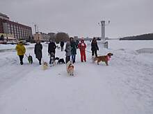 Собаки в шарфах прошли по Омской набережной в поддержку особенных детей